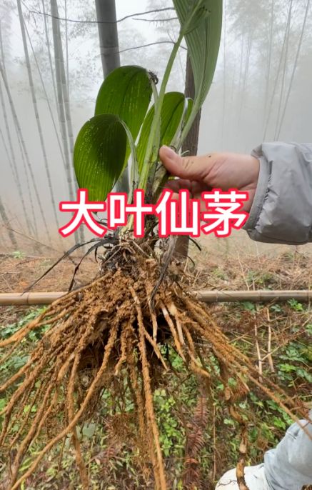 大叶仙茅：与淫羊藿、巴戟天媲美的神奇本草号称“补肾三杰”！